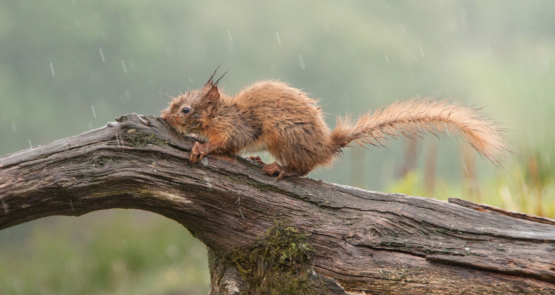 1-Baby-red-squirrel-in-the-rain-by-Pat-Johnston
