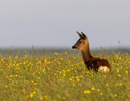 1-On-the-look-out-by-John-Austin