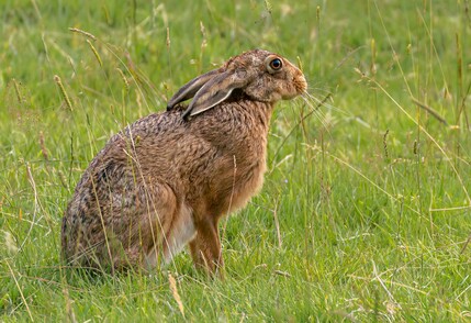 1st Brown Hare by Barbara Austin.jpg