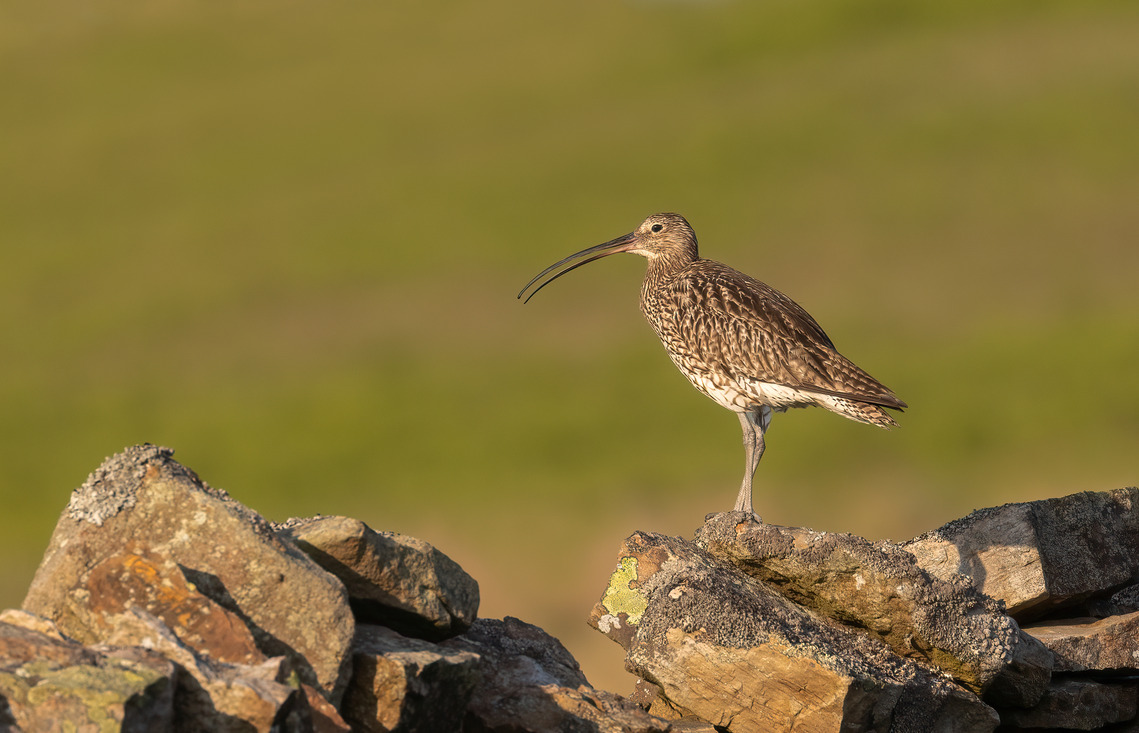 1st Curlew Calling by John Austin
