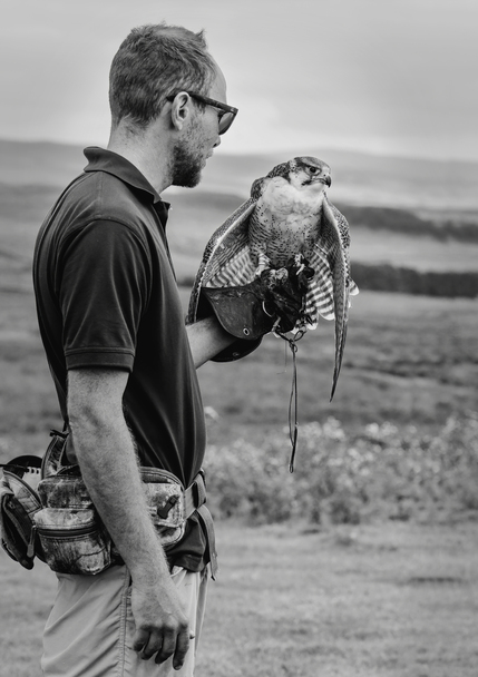 1st - Falcon on the fist - Verity Johnson.jpg