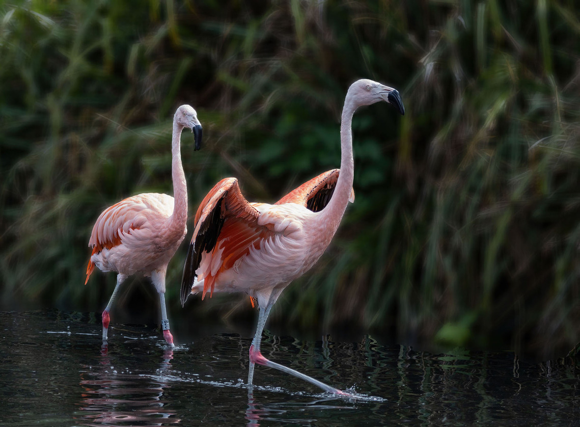 1st Flamingos by Pat Johnston