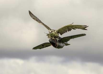 1st - Hitchin A Ride - Verity Johnson.jpg