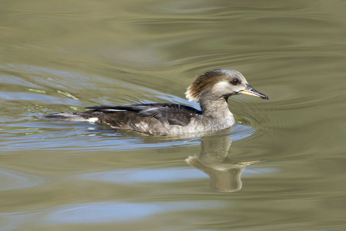 1st Merganser by Bill Ferguson