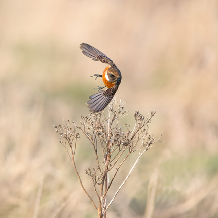 1st - Stonechat aerobatics - Graham Turner.jpg