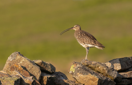 Curlew Calling by John Austin