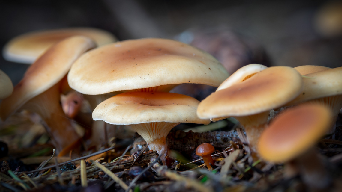 Fungi Close Up