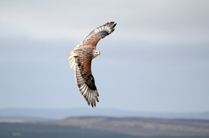 Harris Hawk by Bill Ferguson.jpeg