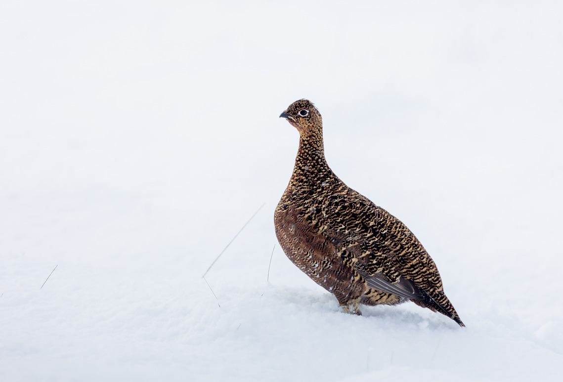 Red Grouse in the Snow by John Austin