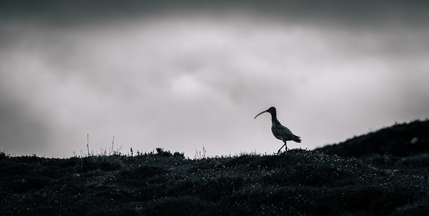 Stepping Out by John Austin