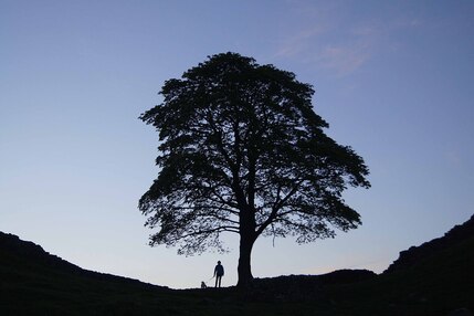 Sycamore Gap