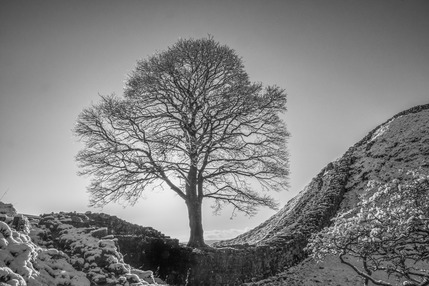 The Tree by Gerry Stephens