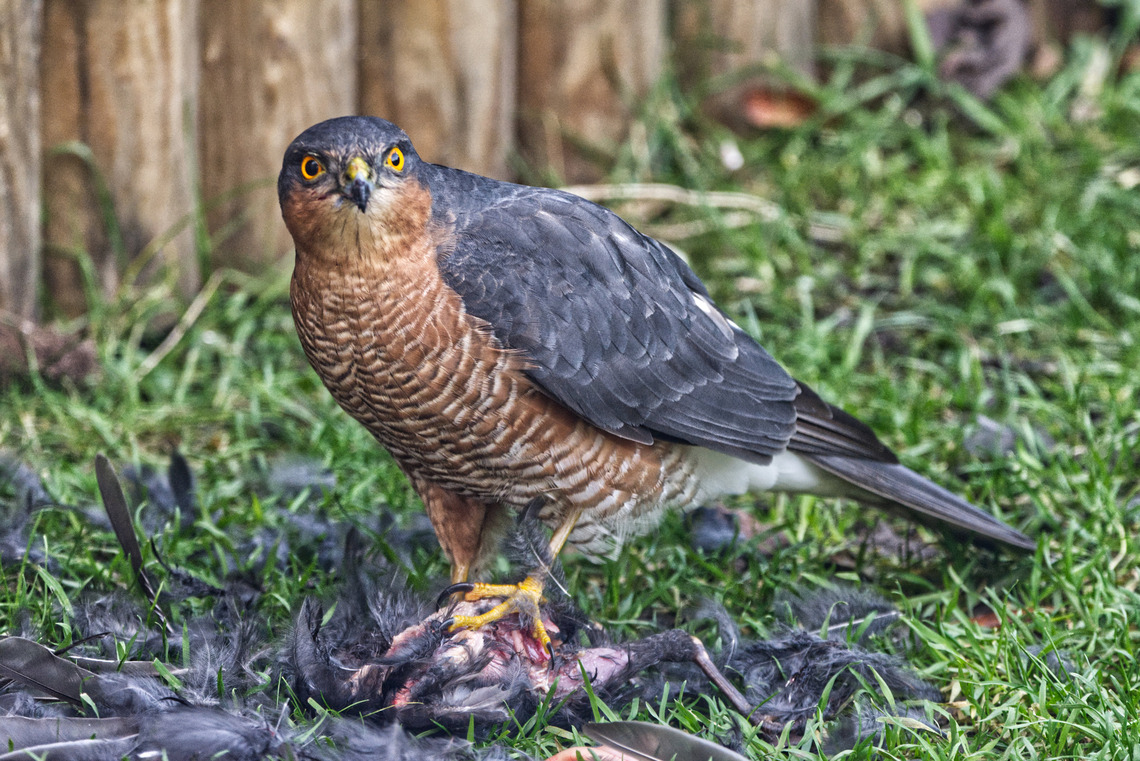 Time for tea by Bill Ferguson