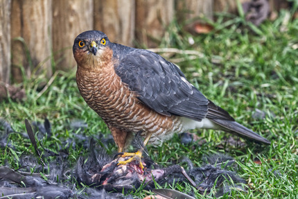 Time for tea by Bill Ferguson