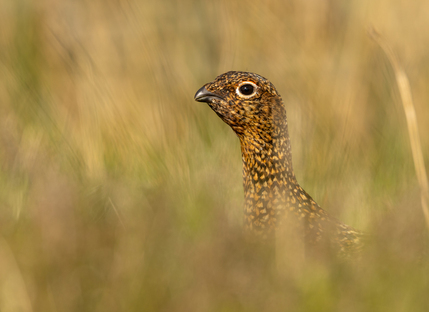 Undercover by John Austin 