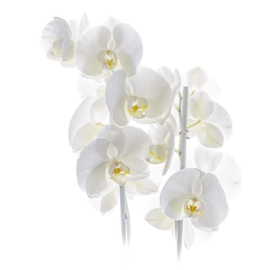white orchid by Angus Reid