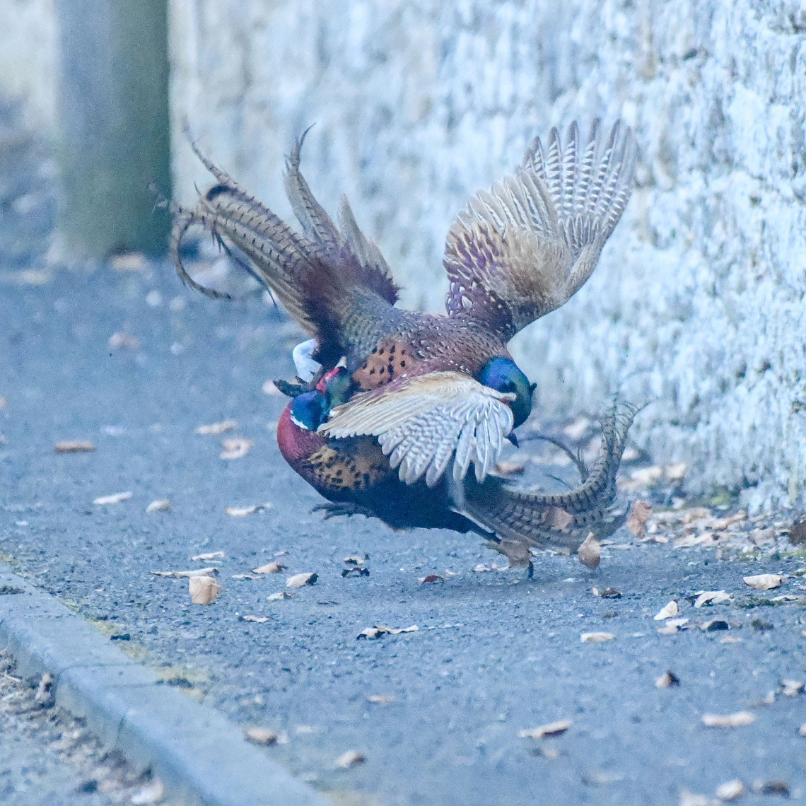 0 points - Pheasant Fight by Kev Hilton (1 - Likes)