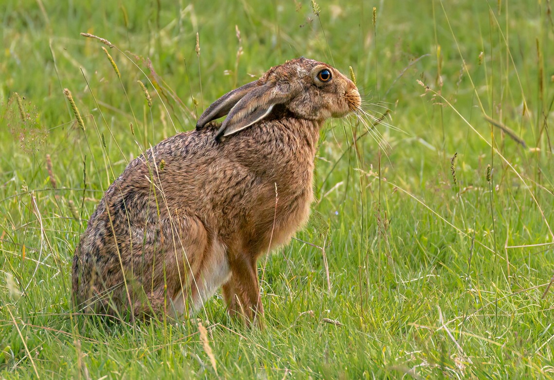 Brown Hare by Barbara Austin