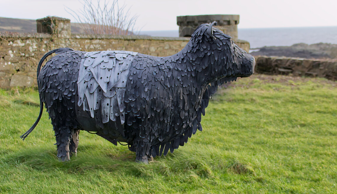 Belted Galloway By Dave Strother 