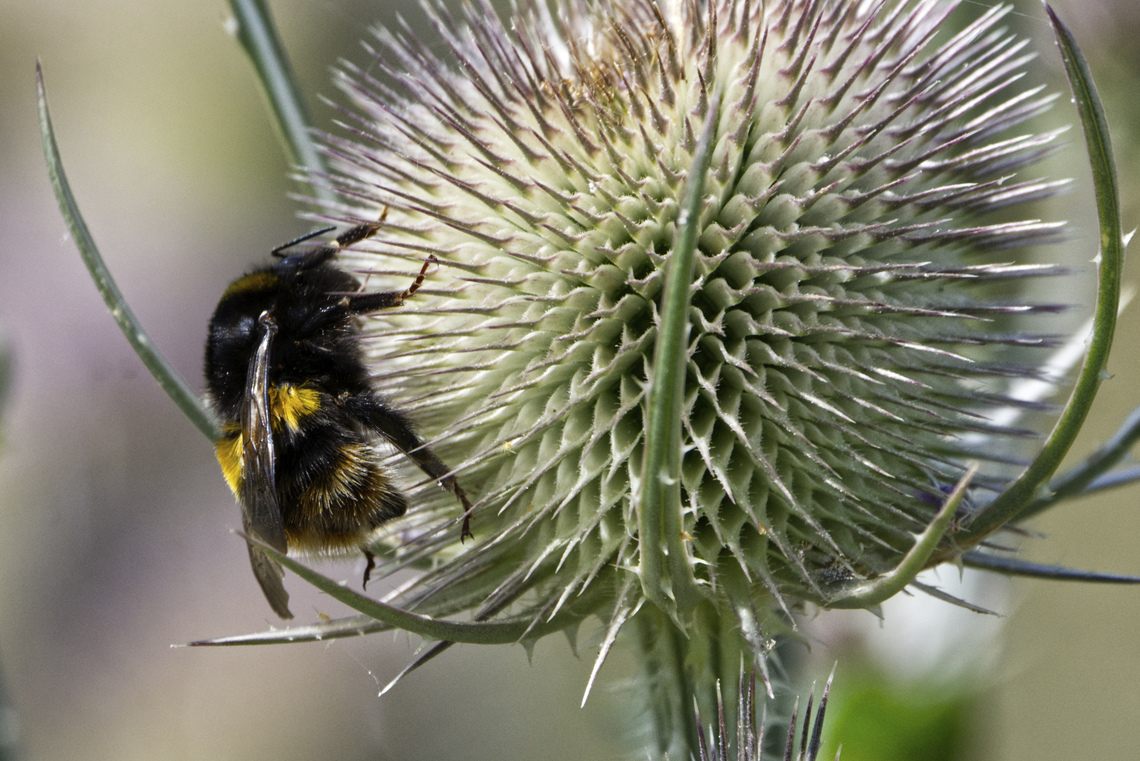 HC - Bee on a Thistle By Bill Ferguson