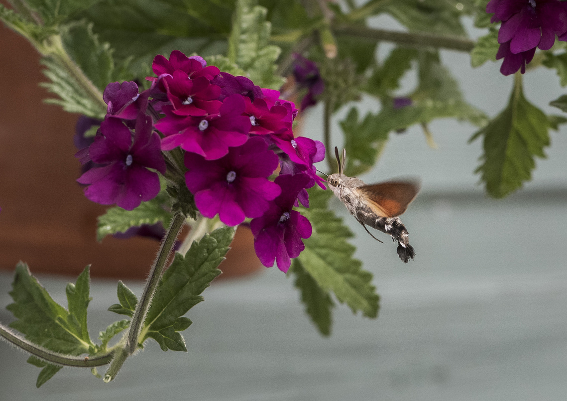 HC - Hummingbird Hawkmoth By Angus Reid 