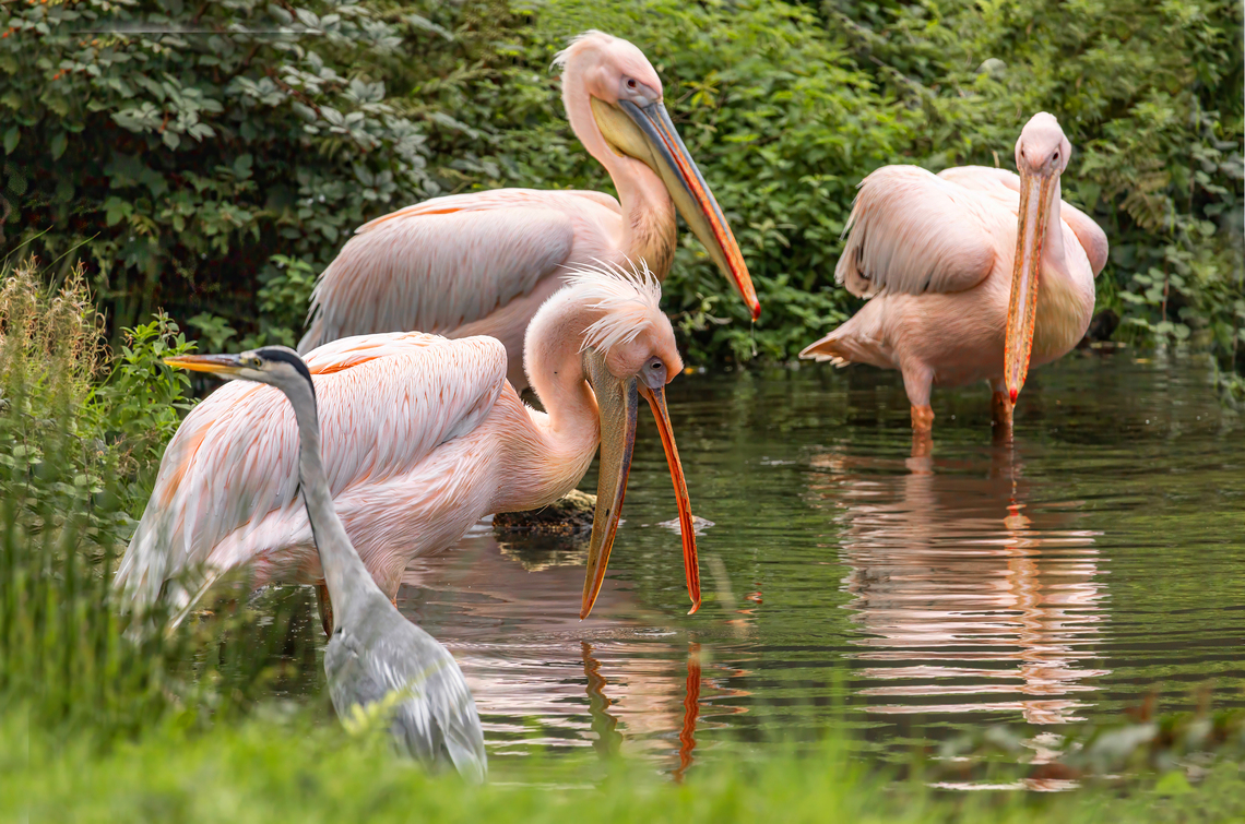 Pelicans and Intruder By Valerie Johnston