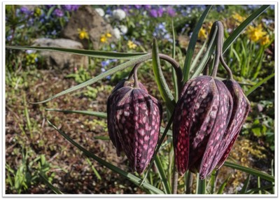 11 Spending Time in the Garden - Angus Reid