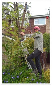 20 DIY Tree Surgery with Improvised PPE - Dave Tuck