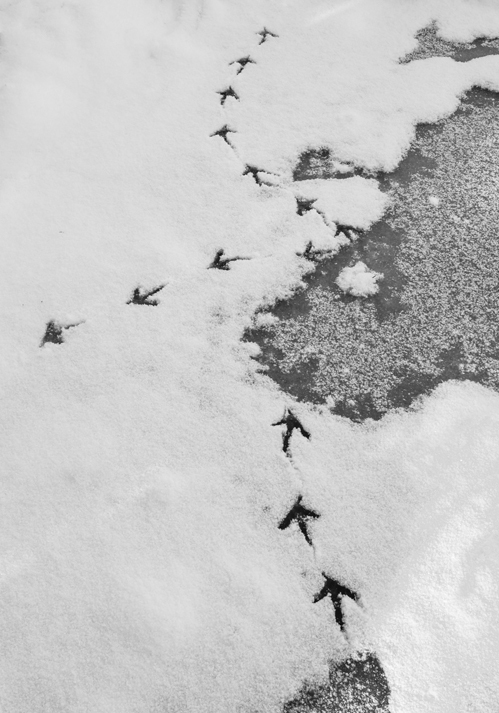 4-Coot-Prints-by-Kevin-Hilton