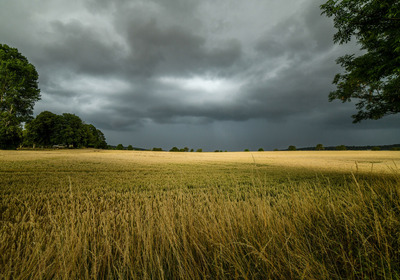 2-Across-the-Cornfield-by-Kevin-Hilton