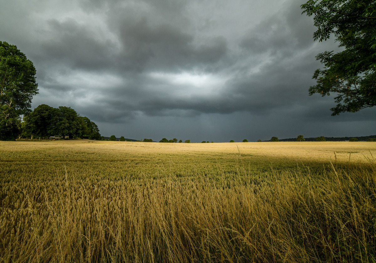 2-Across-the-Cornfield-by-Kevin-Hilton