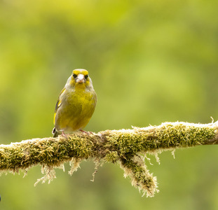 4-Greenfinch-by-John-Austin