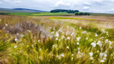 2-Cotton-Grass-by-Peter-Newman-1