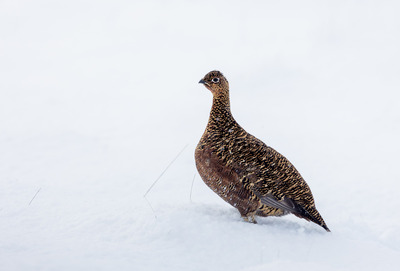 3rd Red Grouse in the snow John Austin 