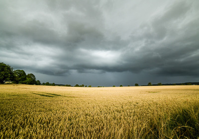 HC  Across the Cornfield Kevin Hilton