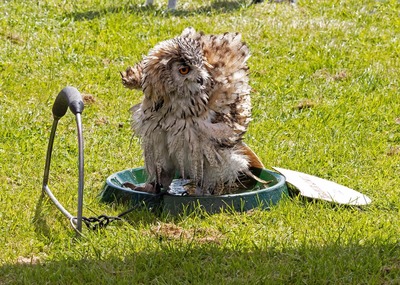 Bathing owl by Pat Johnston