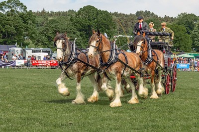 Heavy horses by Val Johnston