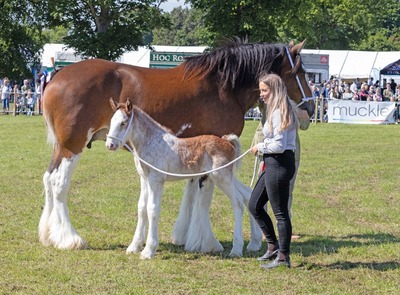 Horse and Pony by Pat Johnston