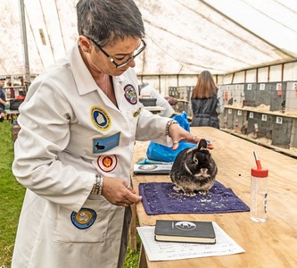 Judging the rabbits by Val Johnston