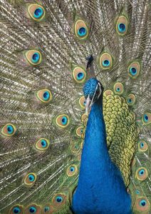 5-Proud-peacock-by-Angus-Reid