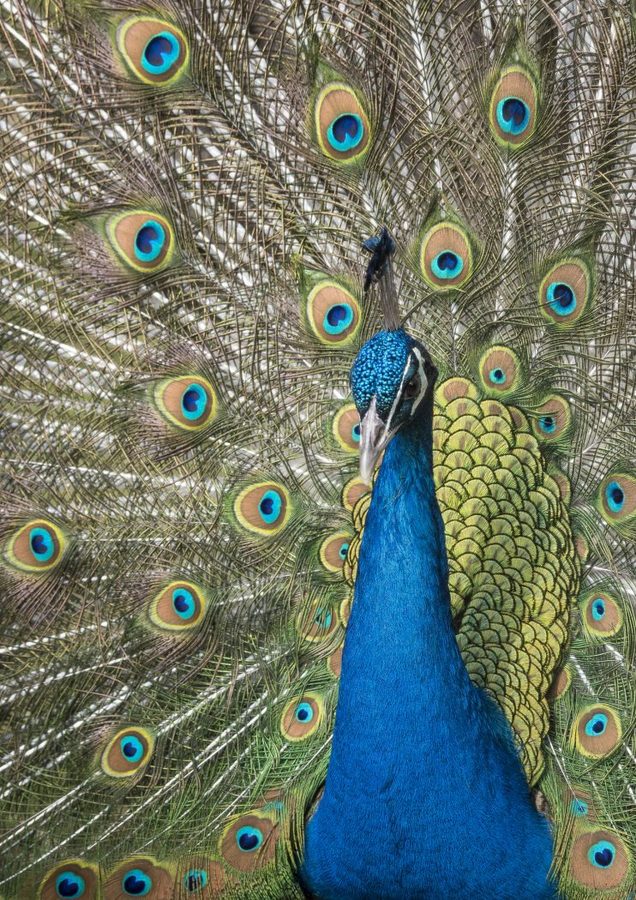5-Proud-peacock-by-Angus-Reid