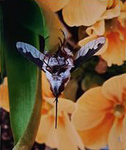 2-Just-hanging-around-by-Jane-Waitt