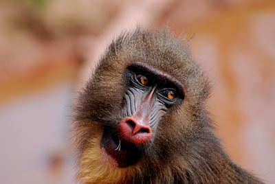 4-Hamadryas-Baboon-by-Bill-Ferguson