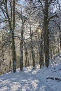 HC-Winter-path-by-Dave-Strother
