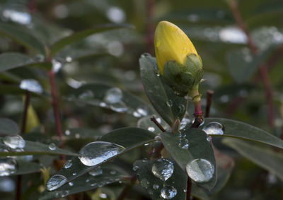 HC-After-the-rain-Angus-Reid