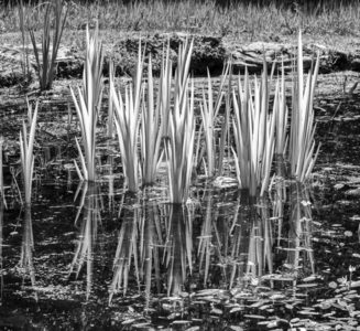3rd-Light-on-the-reed-by-Val-Johnstons