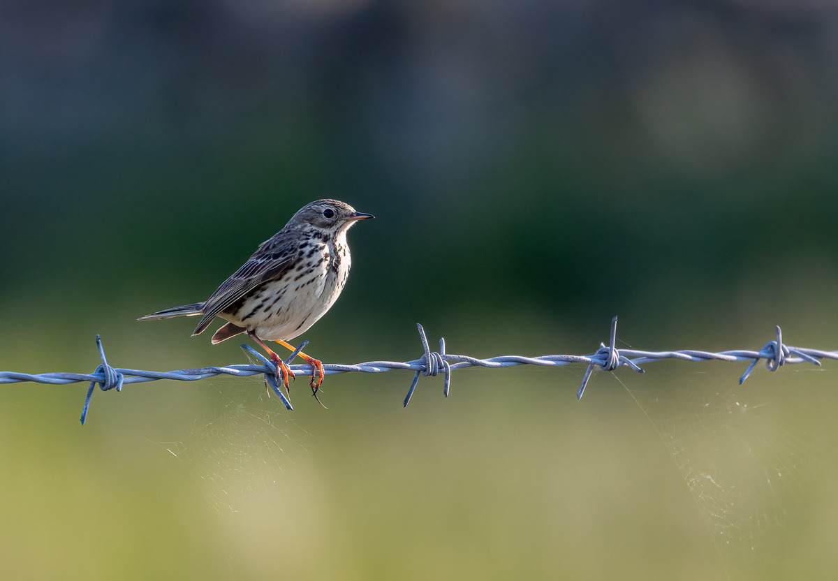 2nd-Meadow-Pipit-by-John-Austin