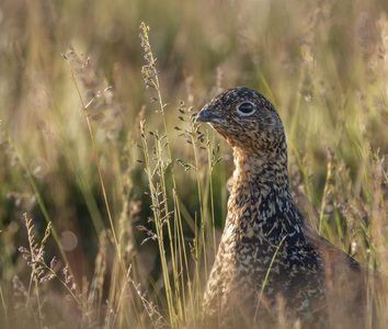 5th-Red-Grouse-by-John-Austin