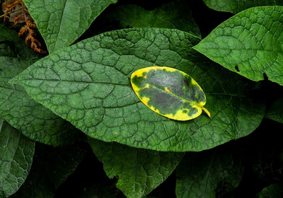HC-Just-Leaf-on-Top-by-Kevin-Hilton