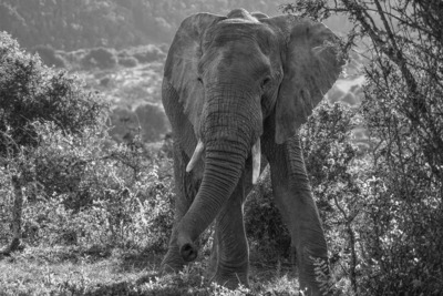 5th-Elephant-encounter-by-Duncan-Burridge